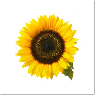 Sunflower Posters and Art